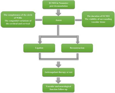 ECMO in neonates: The association between cerebral hemodynamics with neurological function